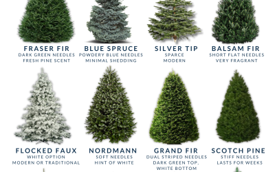 TLC Christmas Tree Resource Guide