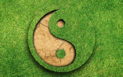 Sustainable Landscaping’s Yin & Yang